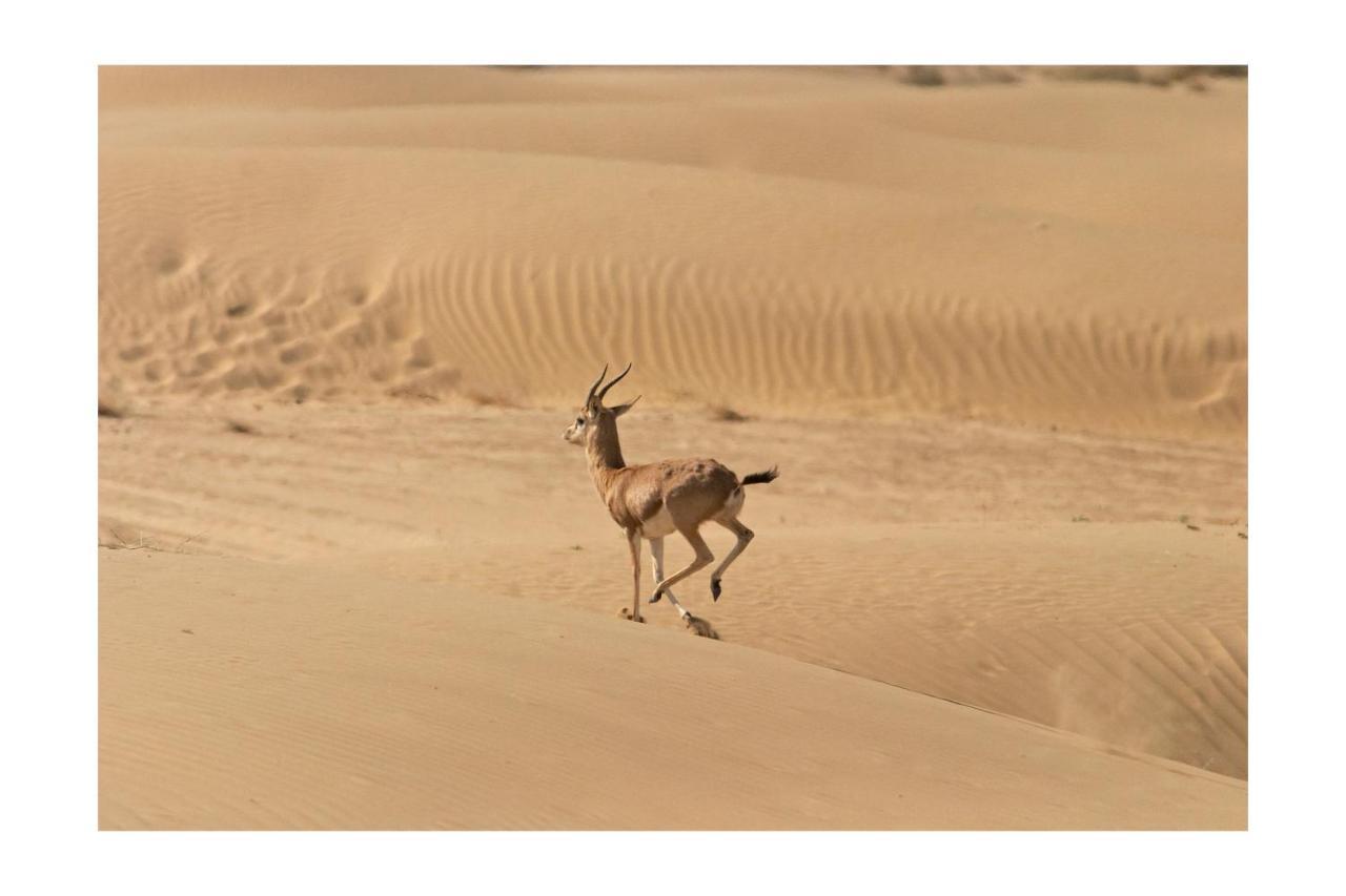 Manvar Resort & Desert Camp Dechu Екстер'єр фото